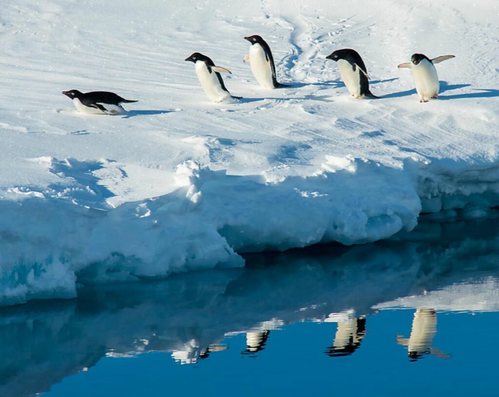 vista-travel-luxuskreuzfahrten-kreuzfahrt-antarktis-2023-21