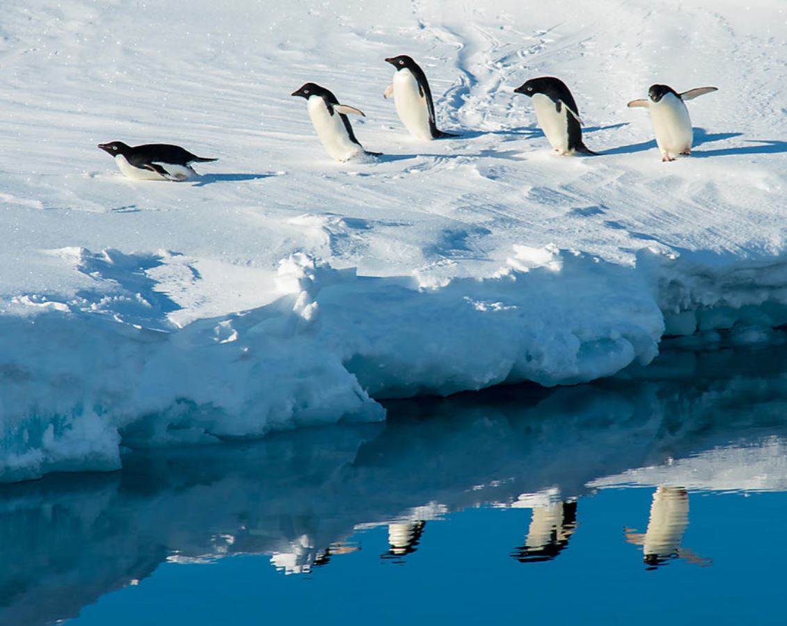 vista-travel-luxuskreuzfahrten-kreuzfahrt-antarktis-2023-21
