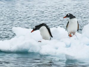 reise-ins2601-luxus-kreuzfahrt-buchen