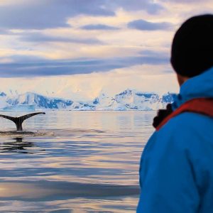 Hanseatic Nature - Walbeobachtung